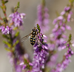 BB 08 0164 / Calluna vulgaris / Røsslyng